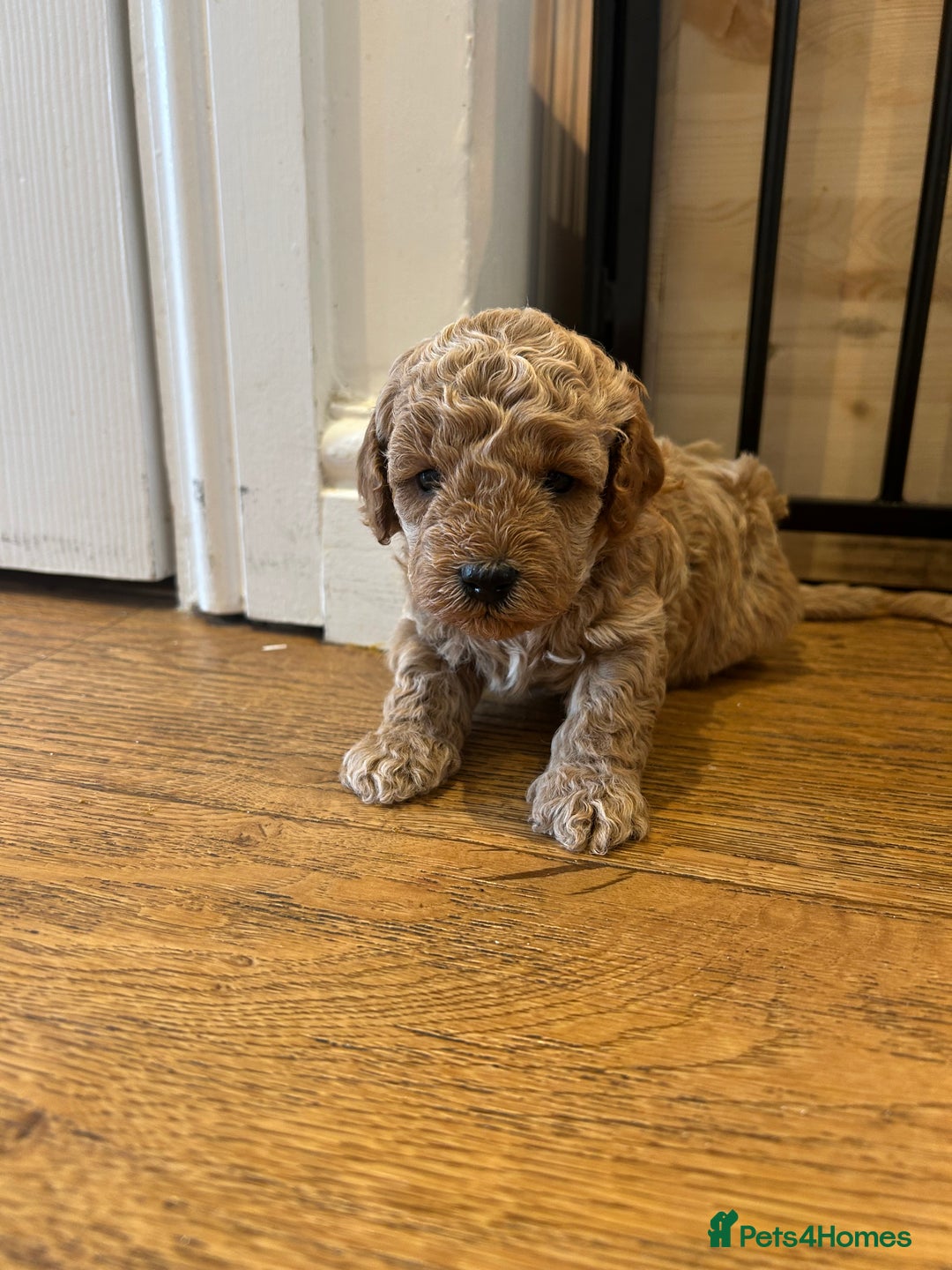 Cavapoo dogs for sale: Cavapoo Puppies for Sale - Image 30