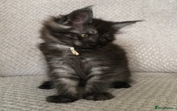 Maine Coon cats for sale: MaineCoon Kittens Black Smoke 1 Boy & 2 Girls - Image 27