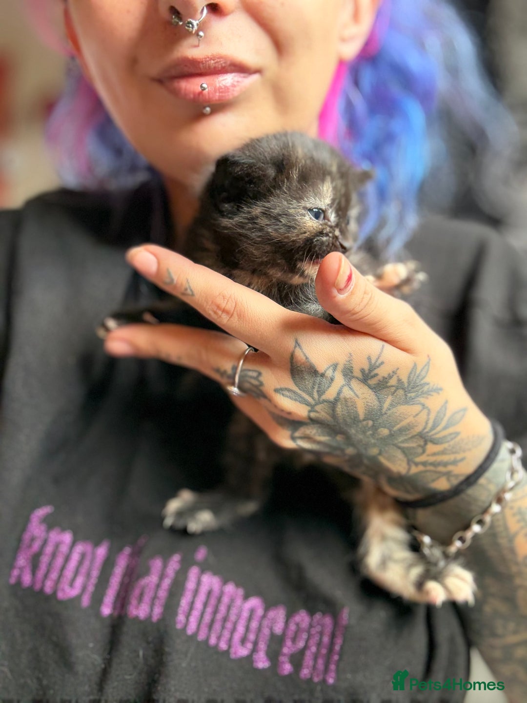 Mixed Breed cats for sale: Maine Coon mix  - Image 2