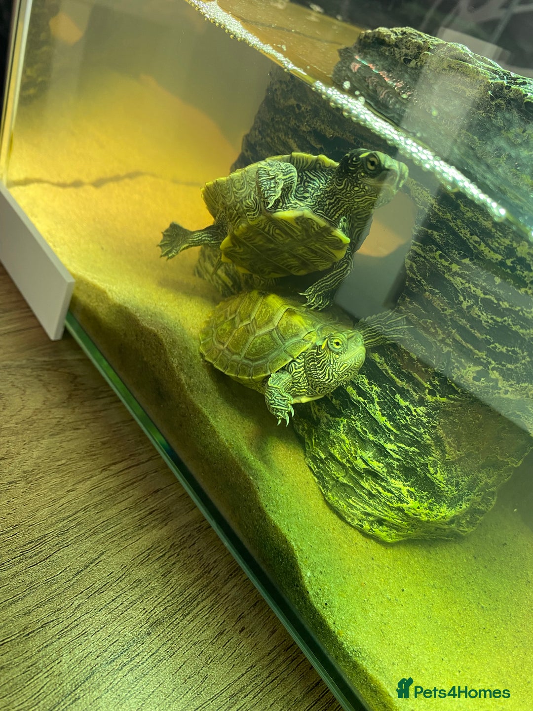 Turtle reptiles for sale: Mississippi Map Turtles - Image 12