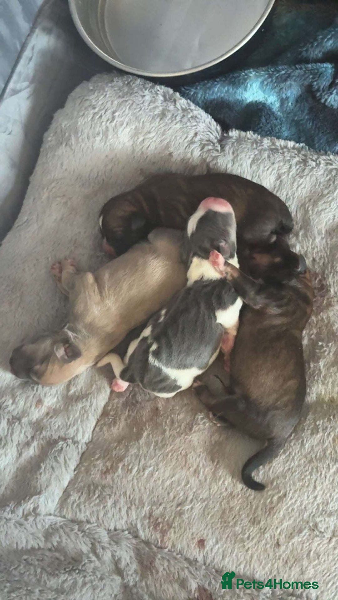 Mixed Breed dogs for sale: 3 mixed breed puppies for sale  - Image 4