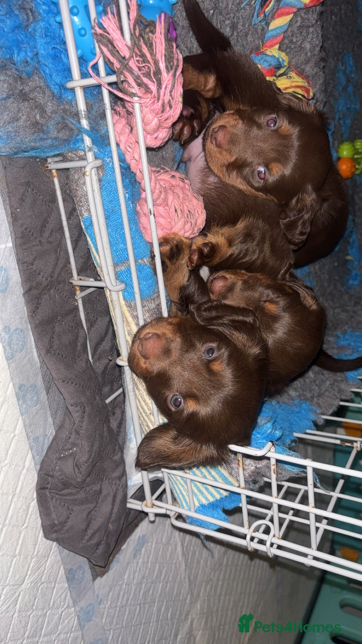 Dachshund dogs Chocolate and tan long haired miniatures  - Advert 10