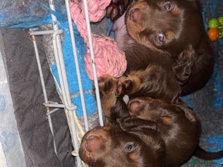 Dachshund dogs Chocolate and tan long haired miniatures - Advert 10