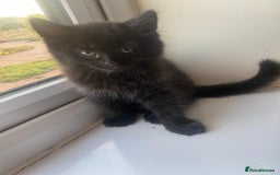 Mixed Breed cats for sale: Lovely sweet girls🥰 - Image 2