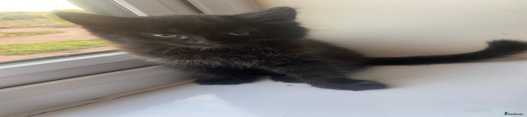 Mixed Breed Kitten 2