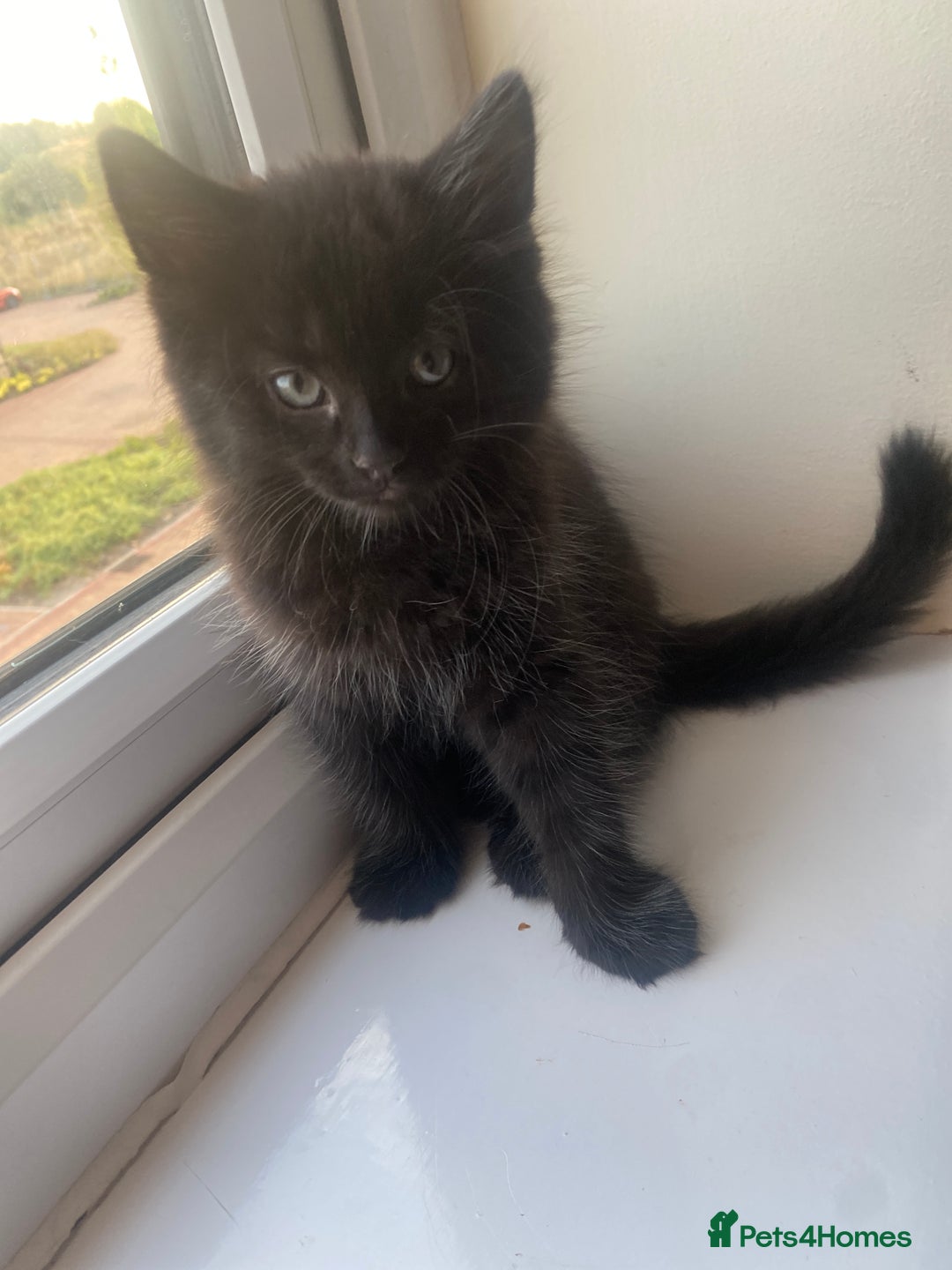 Mixed Breed cats for sale: Lovely sweet girls🥰 - Image 2