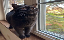 British Shorthair cats for sale: Rare British shorthairs - Image 6