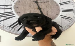 Springador dogs for sale: Last Springador girl left, ready to leave now - Image 11