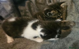 Russian Blue cats for sale: Russian blue mix - Image 14
