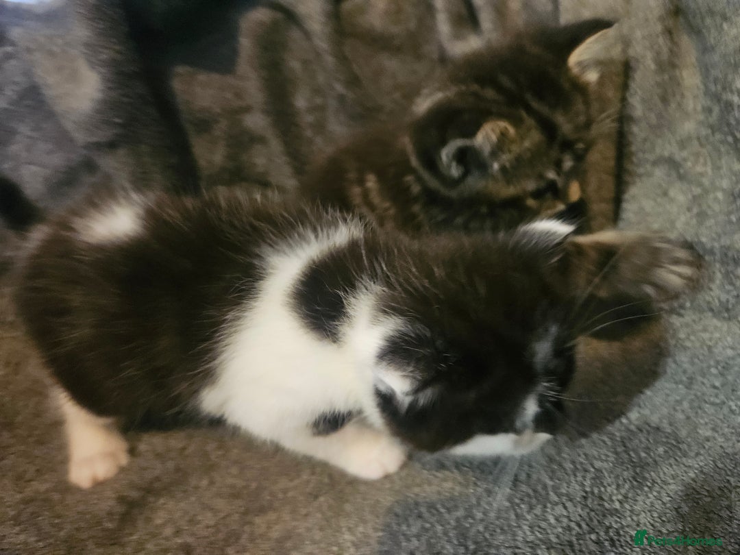 Russian Blue cats for sale: Russian blue mix - Image 14