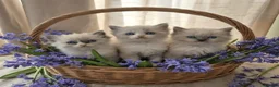 Ragdoll cats for sale: Beautiful Purebreed Ragdoll kittens in Mansfield - Advert 1