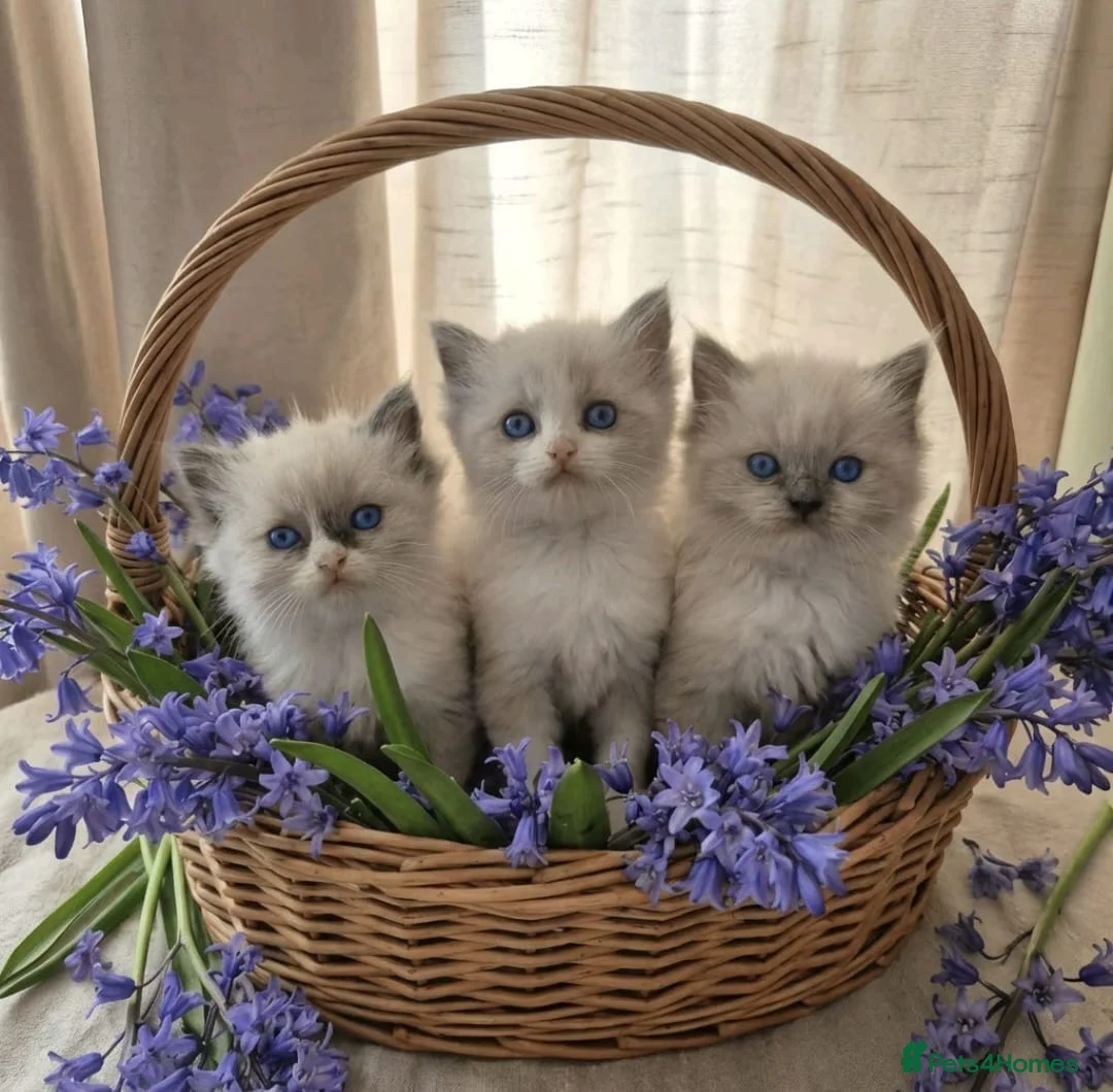 Ragdoll cats for sale: Beautiful Purebreed Ragdoll kittens in Mansfield - Advert 1