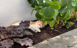 British Shorthair cats for sale:  Golden British Shorthair kittens  in London - Image 13