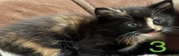 Mixed Breed cats for sale: 4 Ragoll-cross kittens available  - Advert 8