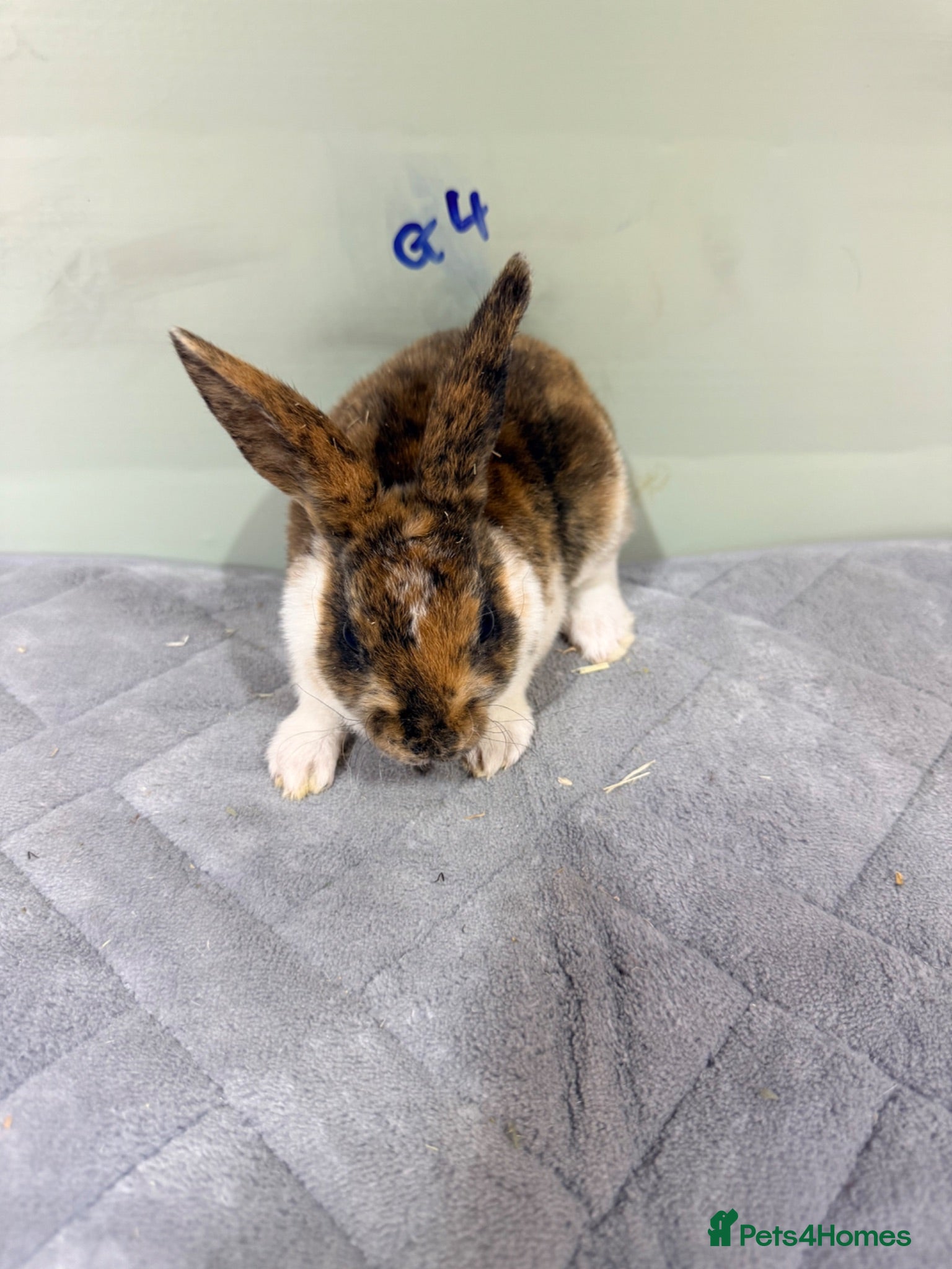 Rex rabbits mini Rex’s  - Advert 3