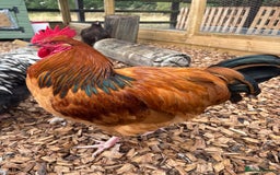 Chickens poultry for sale: Buff Sussex  - Image 2