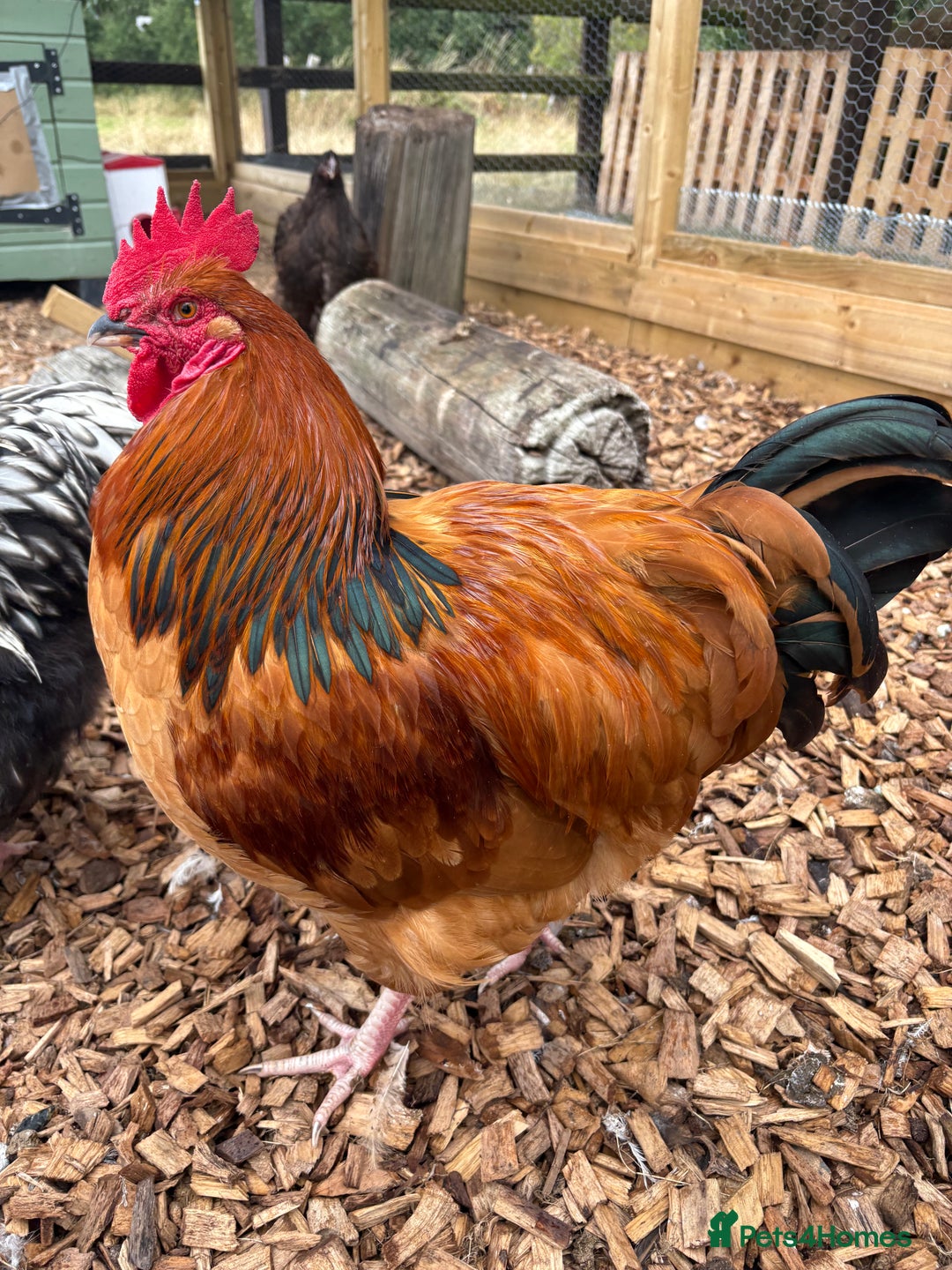 Chickens poultry for sale: Buff Sussex  - Image 2