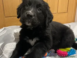 Golden Retriever dogs Beautiful Bernese Mountain Dog x Golden Retrievers - Advert 6