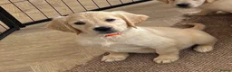 Golden Retriever dogs for sale: KC Reg Golden Retriever puppies - Ready now!!!!  - Advert 4