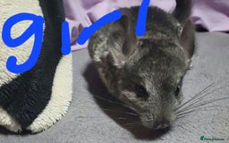 Chinchilla rodents for sale: Baby chinchillas ready for their new homes - Advert 3