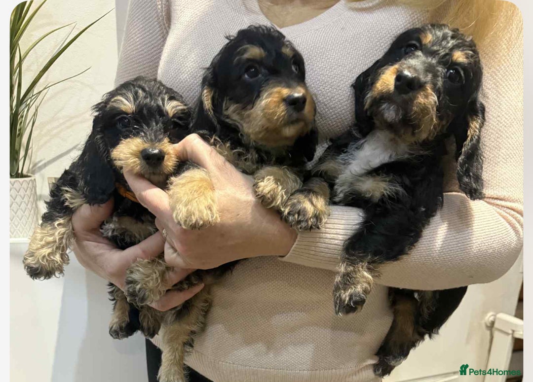 Mixed Breed dogs for sale: Dachshund X poodle puppies - Advert 2