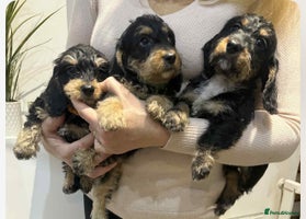 Mixed Breed dogs Dachshund X poodle puppies - Advert 7