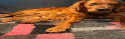 Golden Retriever dogs for sale: Outstanding Quality Puppies  - Advert 1
