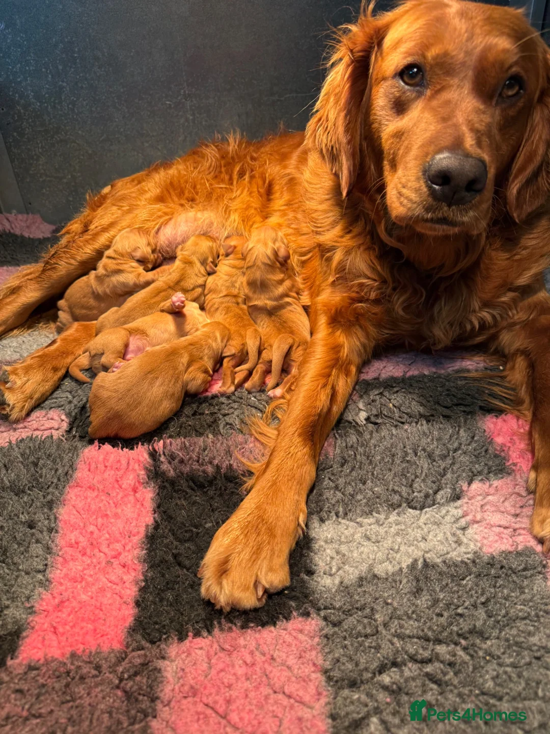 Golden Retriever dogs for sale: Outstanding Quality Puppies  - Advert 1