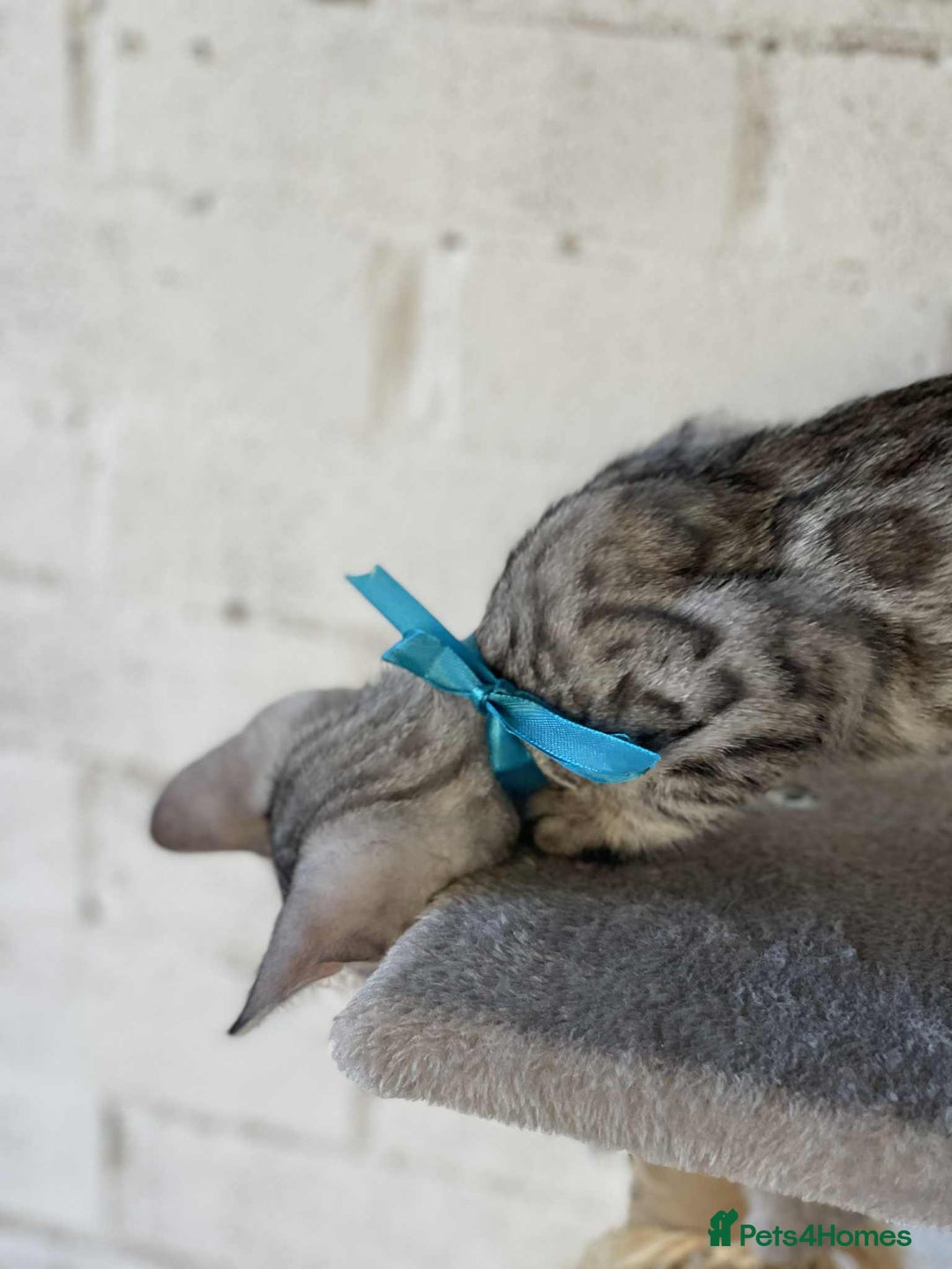 Bengal cats for sale: 🐾 Pedigree tica registered Bengal Kittens - Image 17