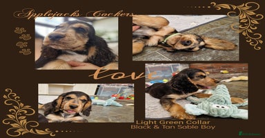 Cocker Spaniel dogs - Advert 13