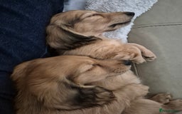 Miniature Dachshund dogs for sale: Miniature dachshunds Long haired cream KC reg  - Image 22