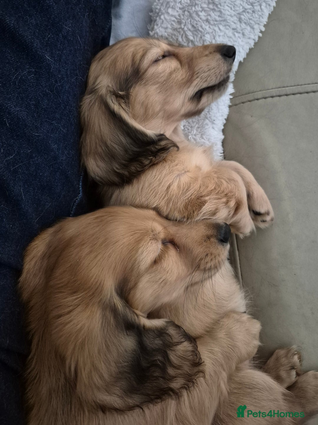 Miniature Dachshund dogs for sale: Miniature dachshunds Long haired cream KC reg  - Image 22