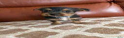 Yorkshire Terrier dogs for sale: Yorkshire terrier puppies - Advert 16