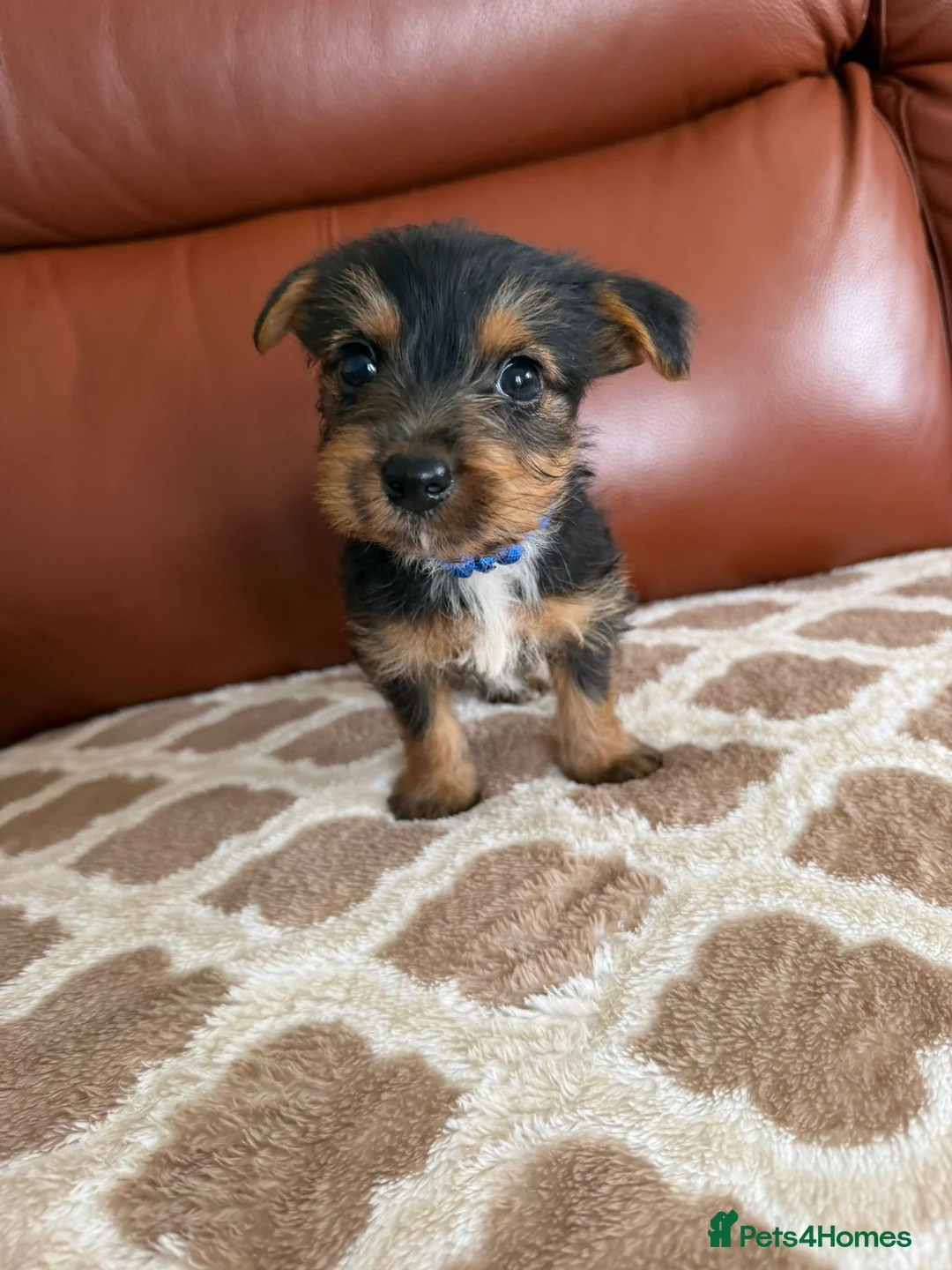 Yorkshire Terrier dogs for sale: Yorkshire terrier puppies - Advert 16
