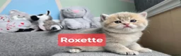 British Shorthair cats for sale: Pedigree golden British shorthair  - Advert 28