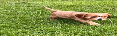 Cavalier King Charles Spaniel Puppy 5