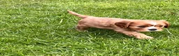 Cavalier King Charles Spaniel dogs for sale: KCR Cavalier King Charles Spaniel Puppies - Advert 39