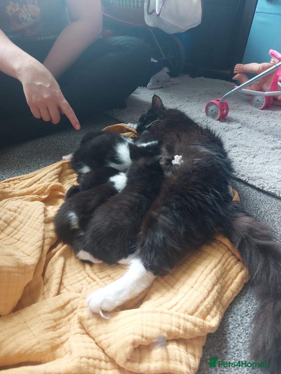 Mixed Breed cats for sale: 4 black and white kittens - Image 10