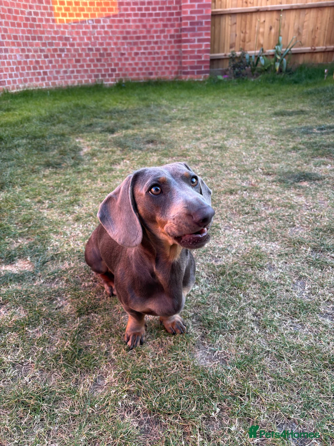 Miniature Dachshund dogs for sale: 9-Month-Old Miniature Dachshund – Blue & Tan  - Advert 2