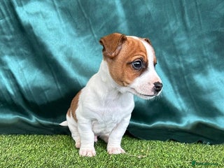 Jack Russell dogs Jack Russel Puppies - Advert 1