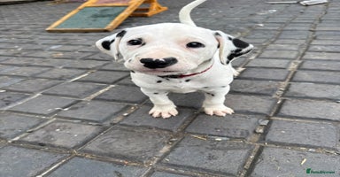 Dalmatian dogs - Advert 7