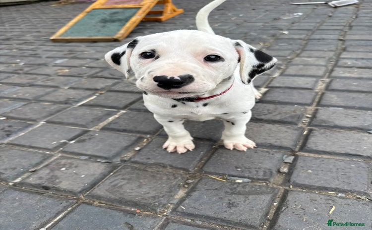 Dalmatian dogs - Advert 1