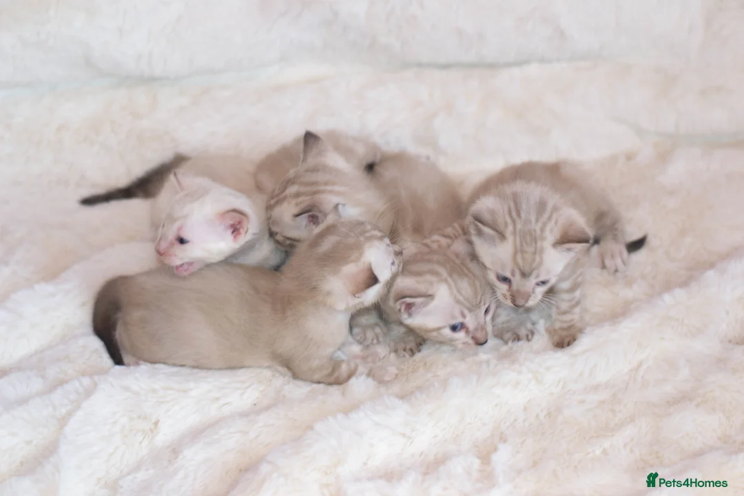 Bengal cats for sale: Snow Lynx Bengal Kittens–Available for Reservation - Advert 29