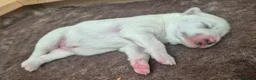 Samoyed dogs for sale: Fluffy Samoyed Puppies 🐾 - Advert 6