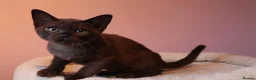 Burmese cats for sale: Beautiful Healthy Burmese  - Advert 28