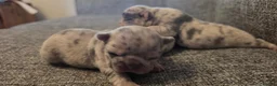 French Bulldog dogs for sale: Beautiful French bulldog dog merle puppies  - Advert 11