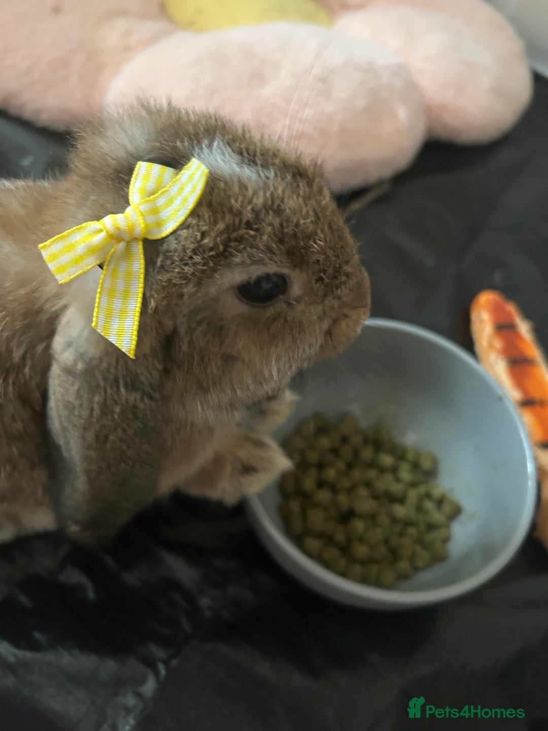 Mini Lop rabbits for sale: Bambi need gone ASAP - Image 8