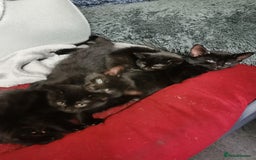 Mixed Breed cats for sale: Kittens for sale - Image 3