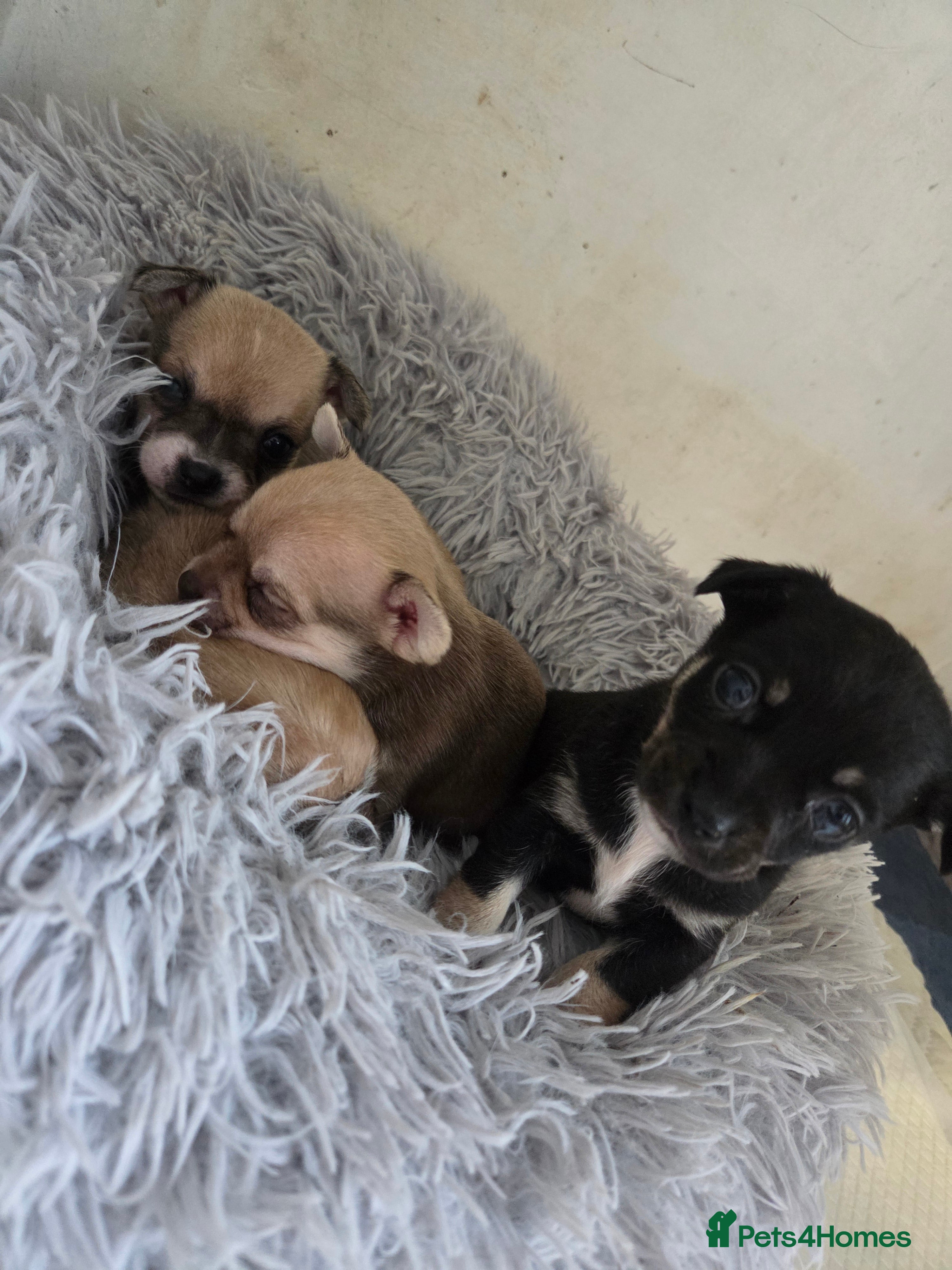 Chihuahua dogs Chihuahua Puppies - Advert 9