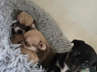 Chihuahua dogs Chihuahua Puppies - Advert 9